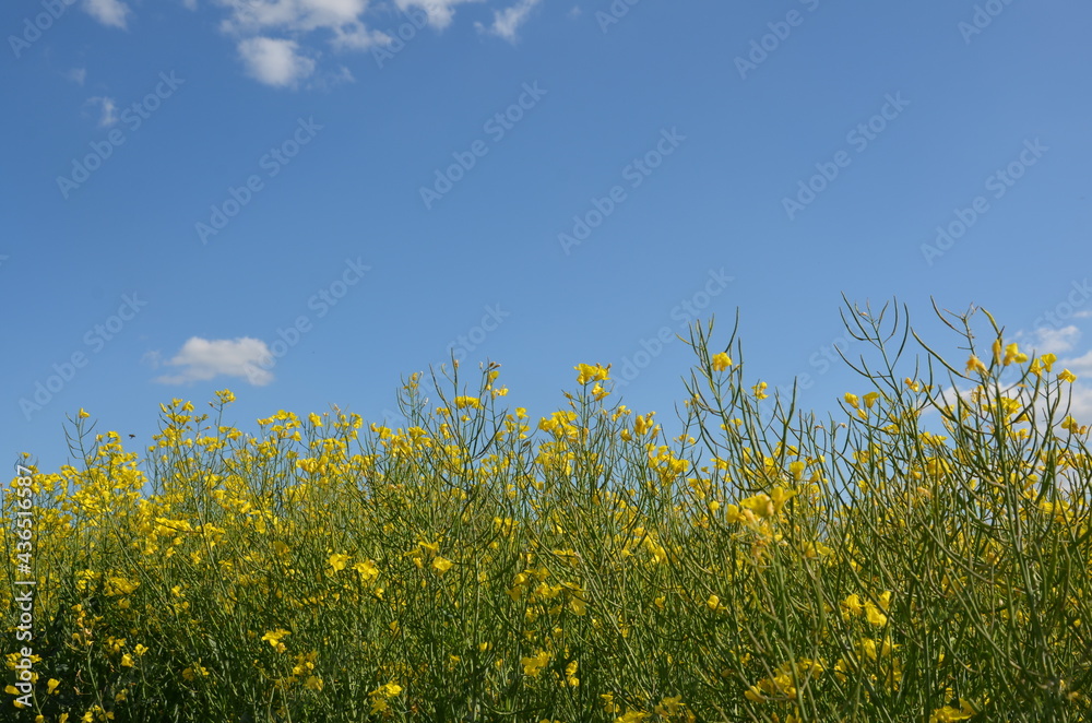 rapeseed field, yellow flowers, blue sky rapeseed field, yellow flowers, blue sky