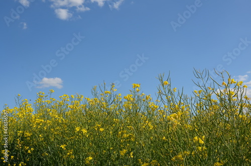 rapeseed field, yellow flowers, blue sky