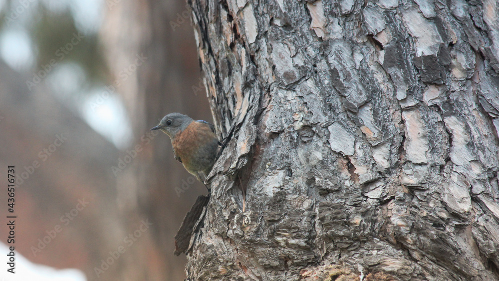 Obraz premium Bluebird in Tree