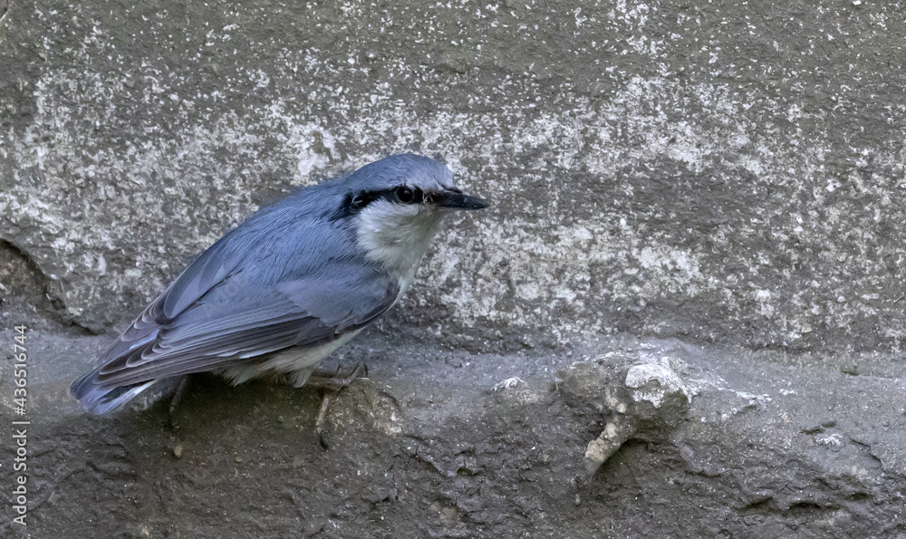 Obraz premium blue small nutcracker on grey background