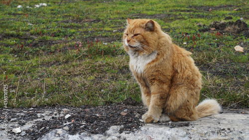 A huge and chubby beige cat sits on a stone terrace in front of the grass in Barentsburg, in Svalbard, in Norway photo