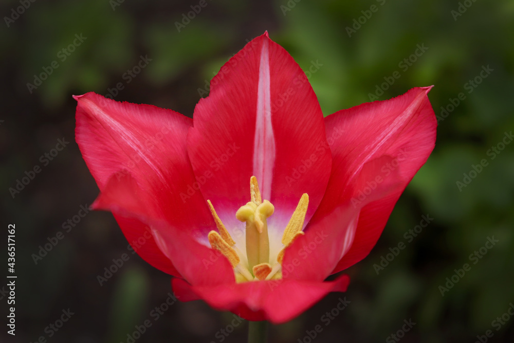 Beautiful red tulip. Macro photo of a bright pink flower on a dark background.