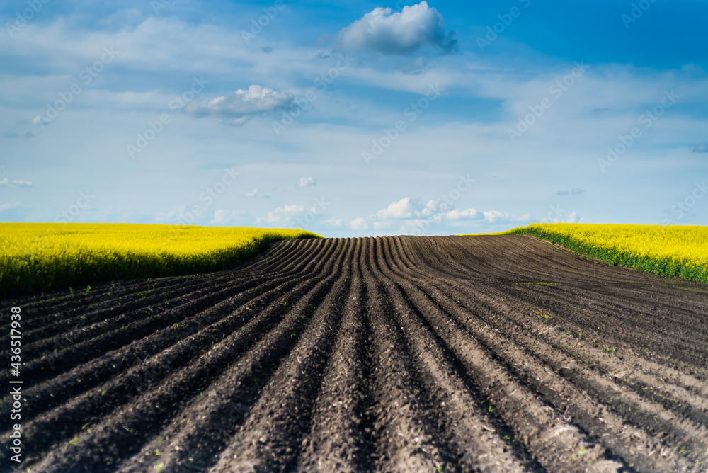 Yellow agricultural field and blue sky
