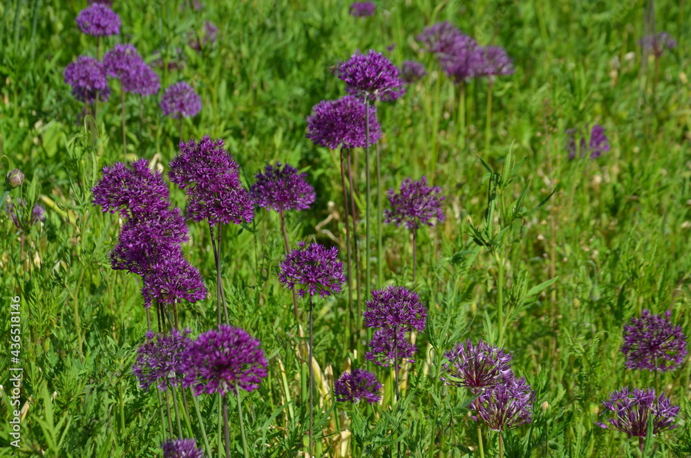 Obraz premium blooming onion on the field, purple onion on a green background