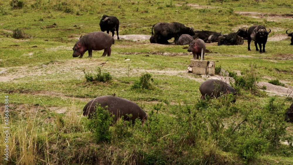 A group of Hippos (Hippopotamus amphibius) and African Buffalos (Syncerus caffer) walking around on the green Kenyan grass. The hippos have many small birds on them, showing a symbiotic relationship. A group of Hippos (Hippopotamus amphibius) and African Buffalos (Syncerus caffer) walking around on the green Kenyan grass. The hippos have many small birds on them, showing a symbiotic relationship.
