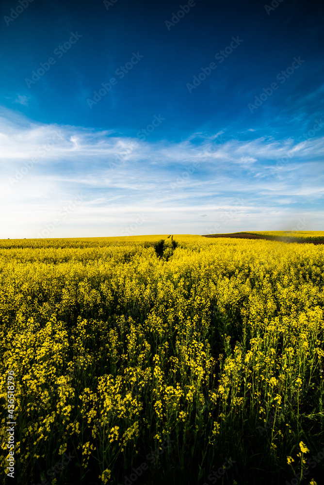 Fototapeta premium The agricultural field is sown with rapeseed. Yellow field and blue sky