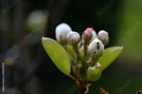 an ant on a bud of a pear blossom