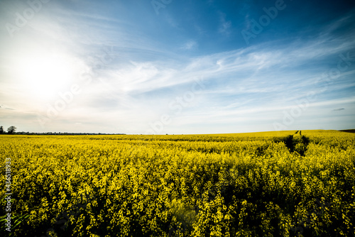 Fototapeta Naklejka Na Ścianę i Meble -  Beautiful landscape of blue sky over agricultural field