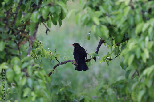 blackbird sitting in tree, leaves around it, closue up photo