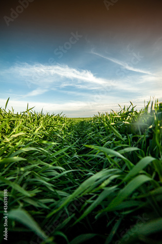 Agricultural green field with rye, wheat, cereals. Sunny day