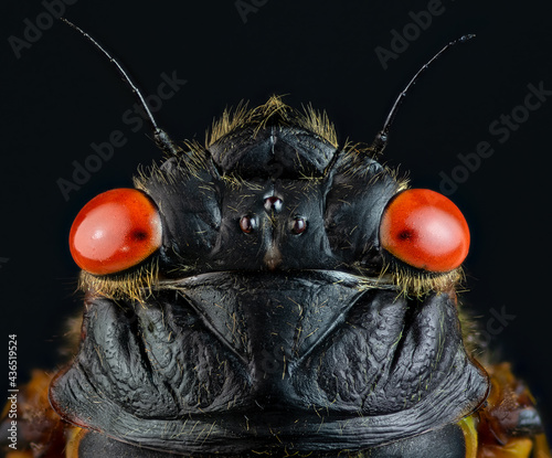 Macro of head of adult periodic (17-year) cicada (Magicicada sp.). This adult emerged in 2021 as part of Brood X (10). photo