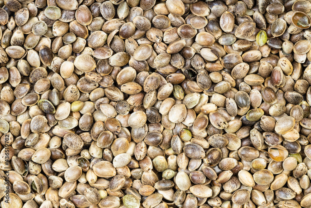 background - many unpeeled hemp seeds background - many unpeeled hemp seeds