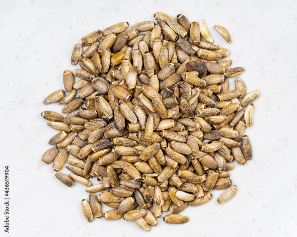 pile of whole milk thistle seeds close up on gray pile of whole milk thistle seeds close up on gray