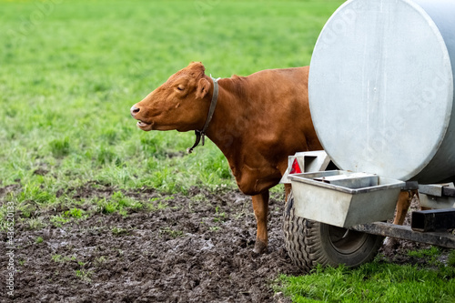 Cows on a pasture drink water from a drinking bowl. A barrel of water on wheels. Drinking barrel for cows. photo