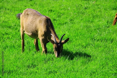 Ziege auf der Weide