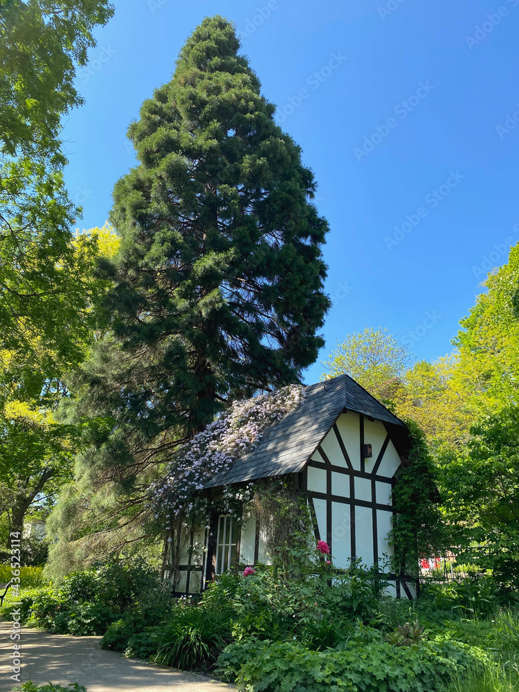 Alter Botanischer Garten mit Mammutbaum in Kiel Alter Botanischer Garten mit Mammutbaum in Kiel