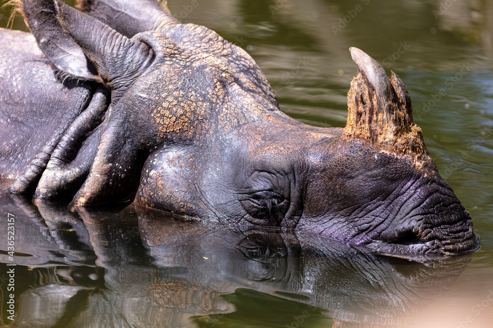 Fototapeta premium rhinoceros in the water 