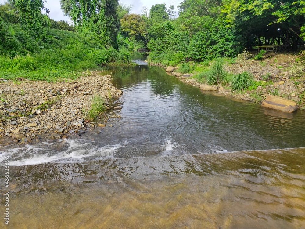 Obraz premium river in the woods