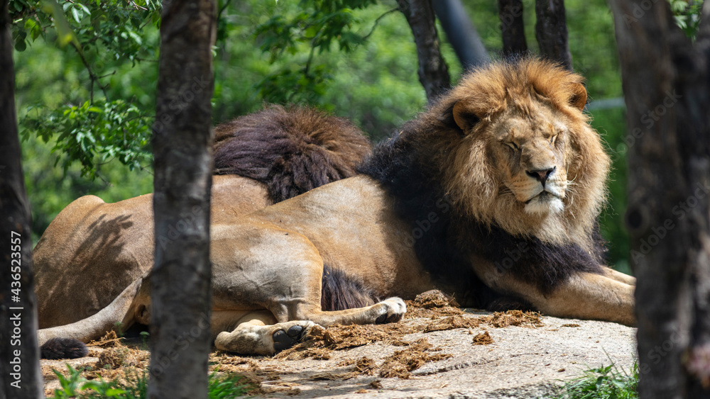 Naklejka premium lions laying down and resting