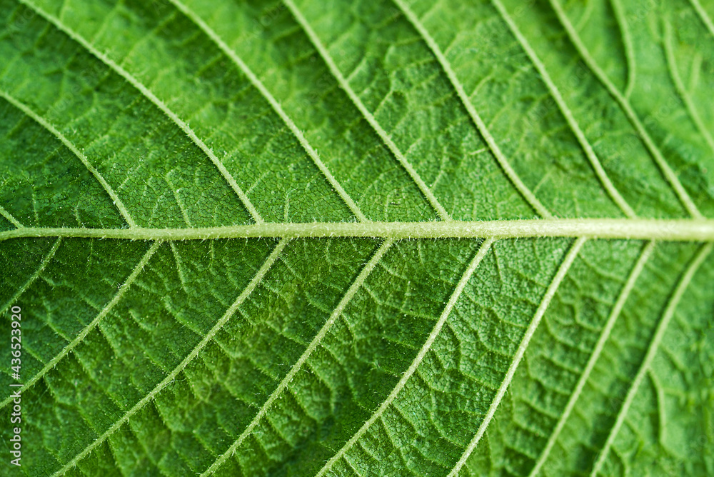 Texture of green leaf with veins in close-up shot Texture of green leaf with veins in close-up shot