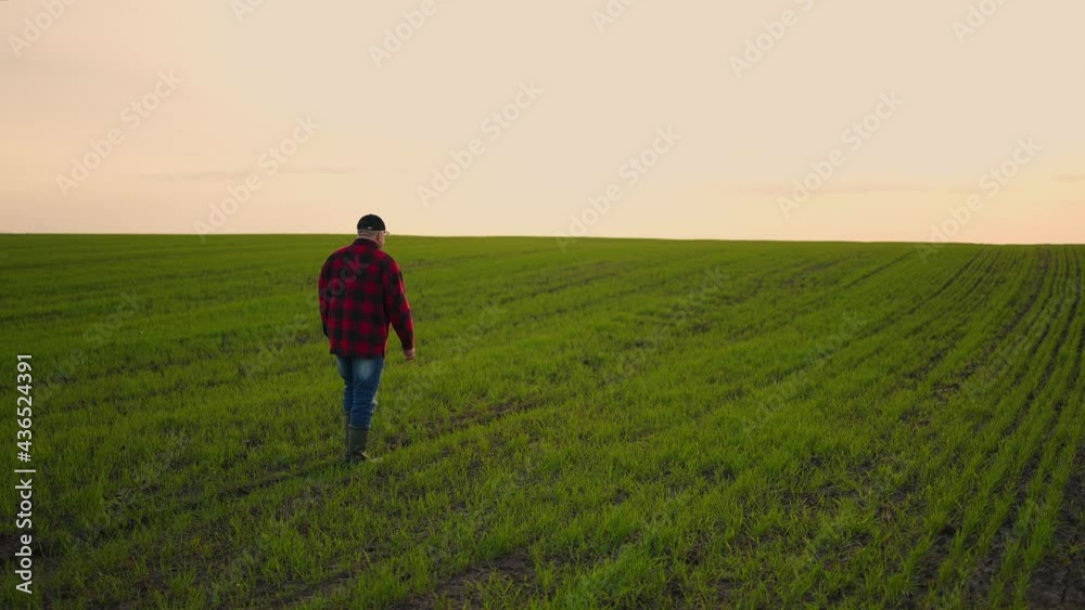 A farmer businessman walks through his field of cereal or soybean fields and inspects the property after a day's work. A farmer businessman walks through his field of cereal or soybean fields and inspects the property after a day's work.
