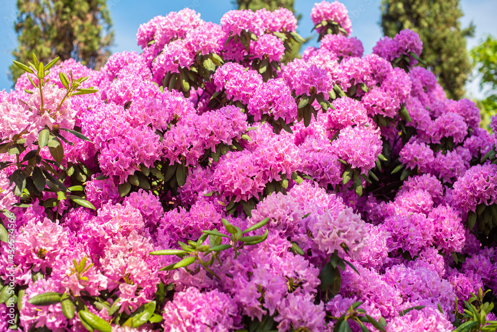 Beautiful blooming pink Azalea - flowering shrubs in the genus Rhododendron. Pink, summer flower background. gardening. Beautiful blooming pink Azalea - flowering shrubs in the genus Rhododendron. Pink, summer flower background. gardening.