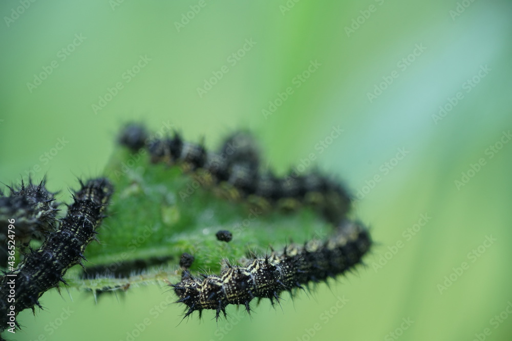Raupen von Schmetterlingen an Brennnessel Pflanzen im Detail,  Tagpfauenauge, Aglais io Stock Photo | Adobe Stock
