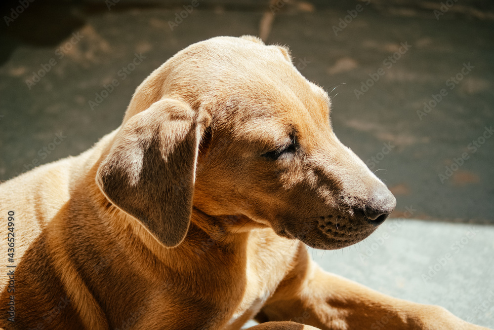 Brazilian Mastiff Dog Puppy lying in the sun