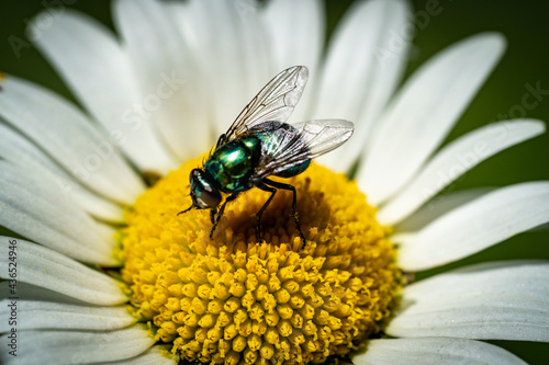 Makro Blume mit Fliege