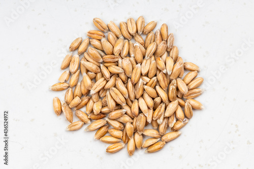pile of spelt wheat grains close up on gray