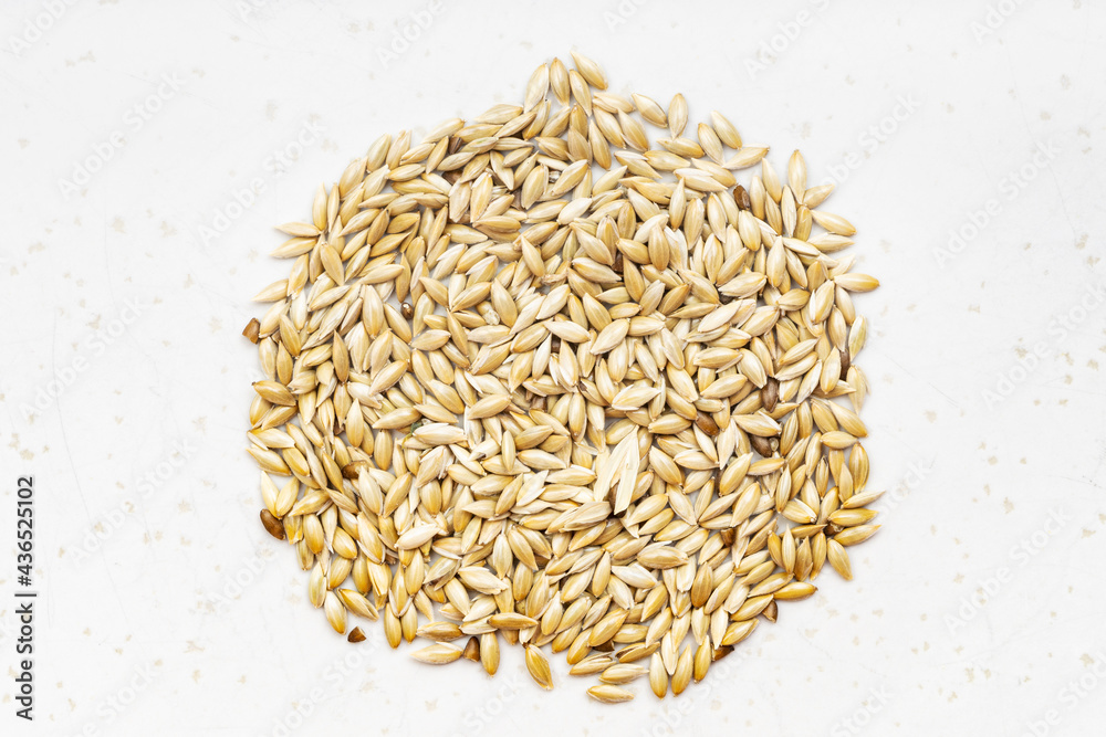 pile of scagliola canary seeds close up on gray pile of scagliola canary seeds close up on gray