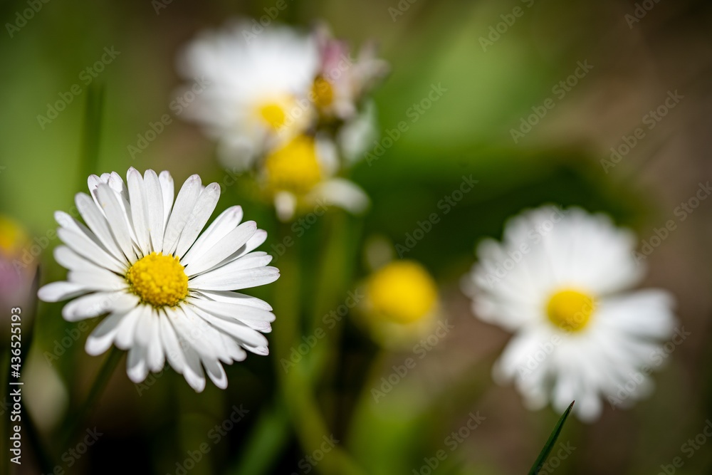 Makro Blumen Makro Blumen