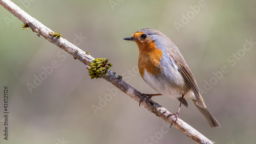 bird, robin, wild lebende tiere, natur, tier, ast, rot, baum, wild, schnabel, © Oliver
