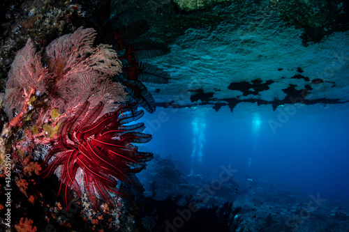 Crinoid  in sea cave