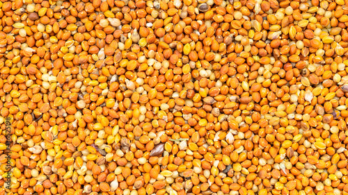 whole-grain chumiza siberian millet seeds close up