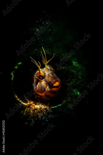 blenny in a bottle