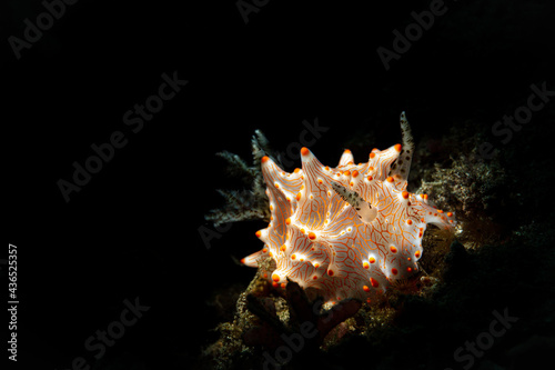HALGERDA BATANGAS NUDIBRANCH