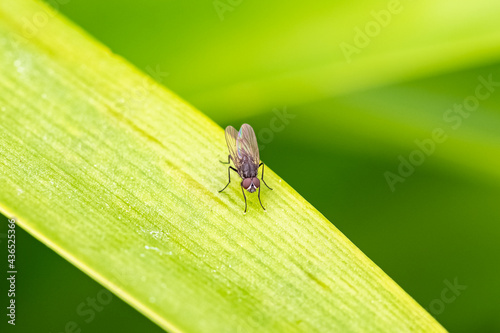 A fly standing on a leaf in the garden 