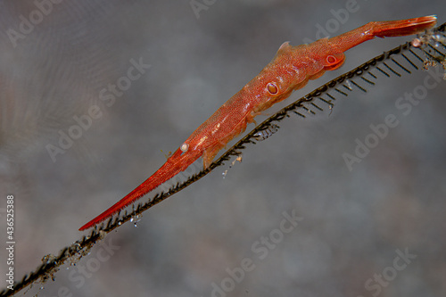 OCELLATE TOZEUMA SHRIMP