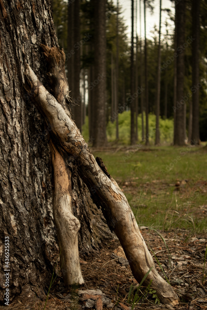 Two twiqs leaning on a tree in a forest Two twiqs leaning on a tree in a forest