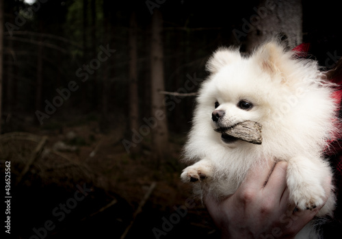 White pomeranian dog holding a piece of wood in dark forest
