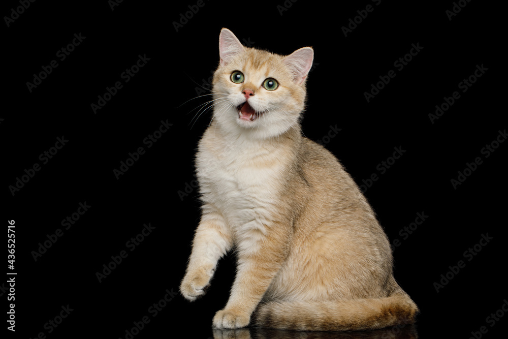 Obraz premium Funny British breed cat sitting in amazement with its mouth open on an isolated black background