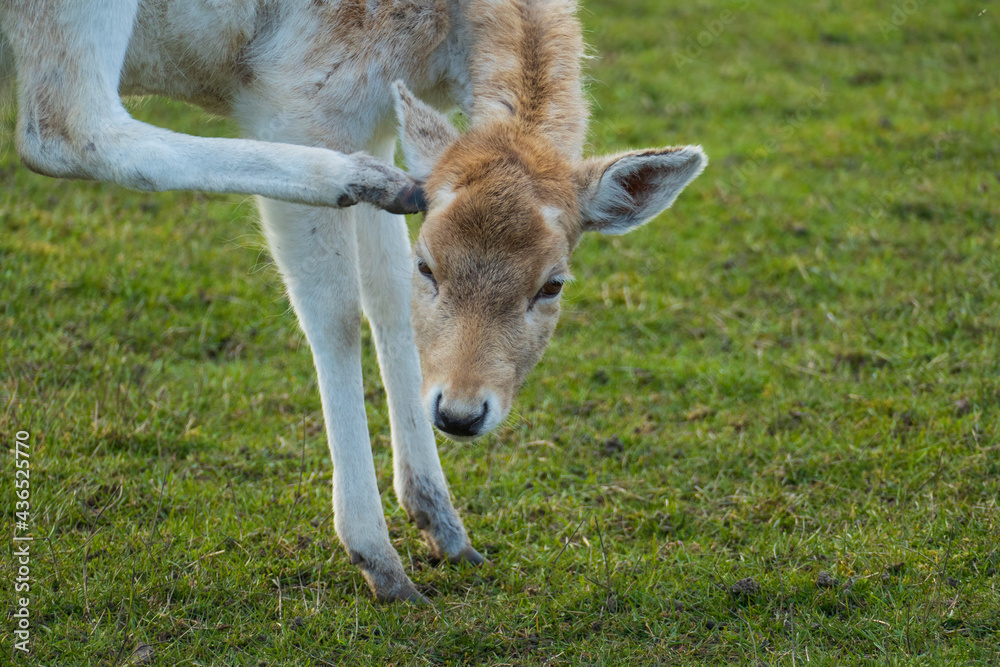 Damwild Damtier Weibchen, Hirschkuh auf einer Wiese Damwild Damtier Weibchen, Hirschkuh auf einer Wiese