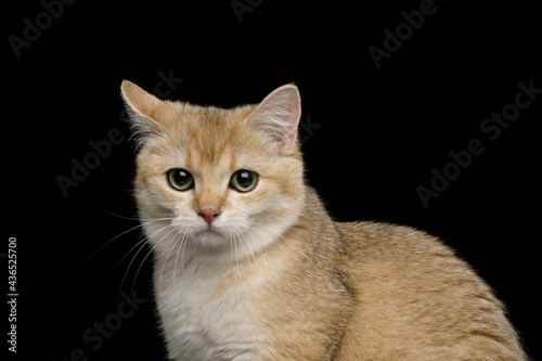 Portrait of Sad British breed Cat red color on Isolated Black Background