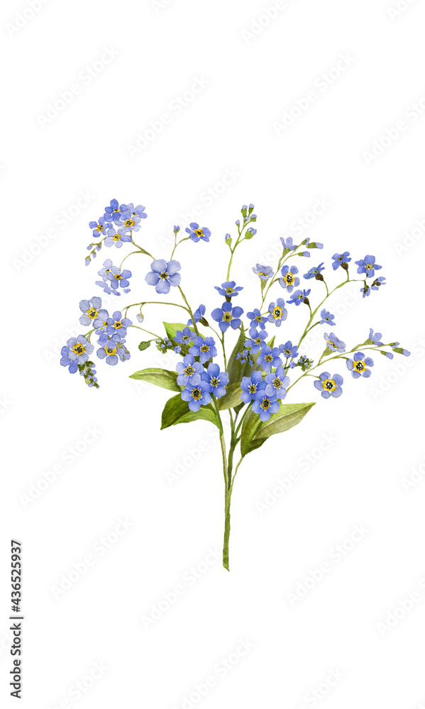 Obraz premium Watercolor Forget Me Nots Flower 