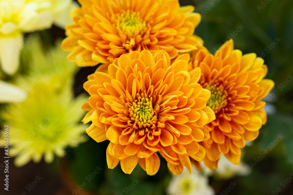 orange and yellow chrysanthemum flowers as background orange and yellow chrysanthemum flowers as background