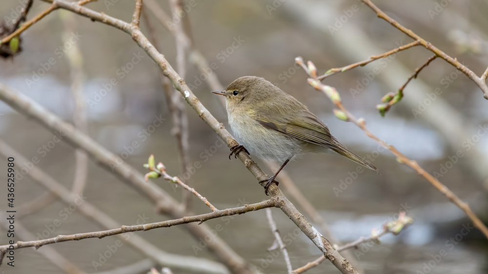 bird, robin, wild lebende tiere, natur, ast, winter, tier, schnee, wild, rot, baum, bird, robin, wild lebende tiere, natur, ast, winter, tier, schnee, wild, rot, baum,