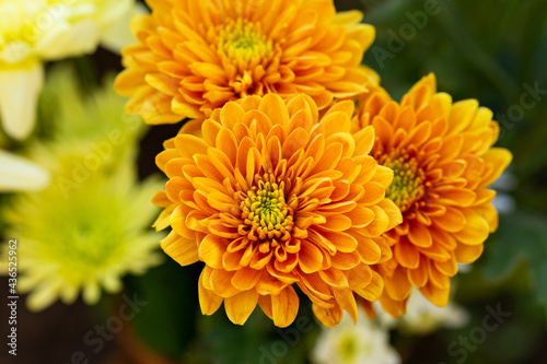 orange and yellow chrysanthemum flowers as background