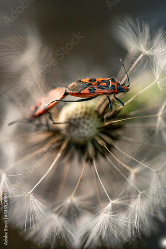 Canvas Print background with a bug, nacka, sverige, sweden, stockholm