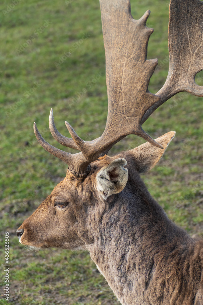 Damwild Damtier Weibchen, Hirschkuh  auf einer Wiese